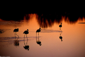 flamingos by Mathieu Foulquié 